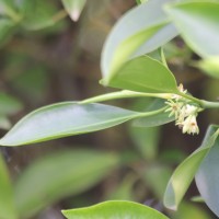 Bruguiera cylindrica (L.) Blume